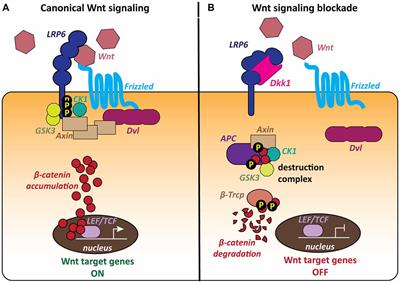 Deficient Wnt Signaling and Synaptic Vulnerability in Alzheimer’s Disease: Emerging Roles for the LRP6 Receptor